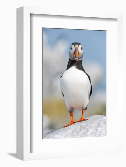 Atlantic puffin portrait, Machias Seal Island, Maine, USA-George Sanker-Framed Photographic Print