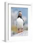 Atlantic puffin portrait, Machias Seal Island, Maine, USA-George Sanker-Framed Photographic Print