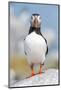 Atlantic puffin portrait, Machias Seal Island, Maine, USA-George Sanker-Mounted Photographic Print