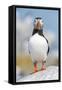 Atlantic puffin portrait, Machias Seal Island, Maine, USA-George Sanker-Framed Stretched Canvas