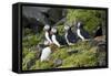 Atlantic Puffin, Sassenfjorden, Spitsbergen, Svalbard, Norway-Steve Kazlowski-Framed Stretched Canvas