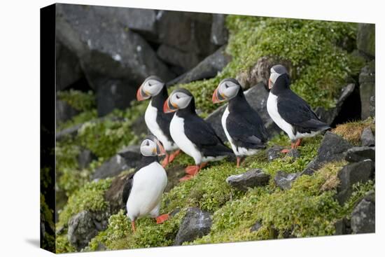 Atlantic Puffin, Sassenfjorden, Spitsbergen, Svalbard, Norway-Steve Kazlowski-Stretched Canvas