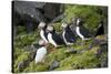 Atlantic Puffin, Sassenfjorden, Spitsbergen, Svalbard, Norway-Steve Kazlowski-Stretched Canvas