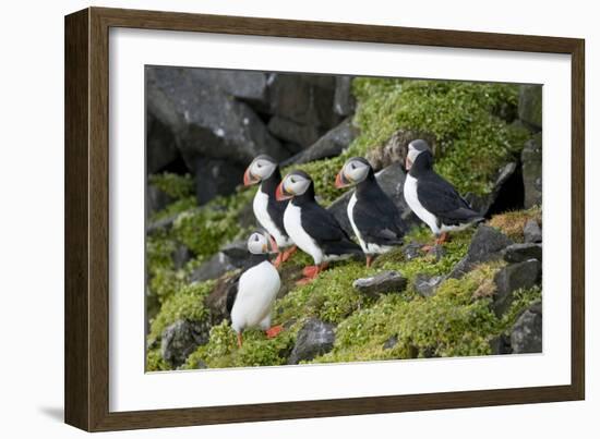 Atlantic Puffin, Sassenfjorden, Spitsbergen, Svalbard, Norway-Steve Kazlowski-Framed Photographic Print