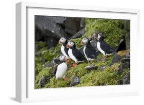 Atlantic Puffin, Sassenfjorden, Spitsbergen, Svalbard, Norway-Steve Kazlowski-Framed Photographic Print