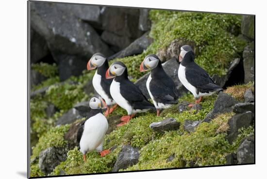 Atlantic Puffin, Sassenfjorden, Spitsbergen, Svalbard, Norway-Steve Kazlowski-Mounted Photographic Print