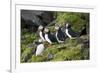 Atlantic Puffin, Sassenfjorden, Spitsbergen, Svalbard, Norway-Steve Kazlowski-Framed Photographic Print