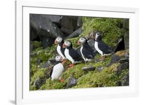 Atlantic Puffin, Sassenfjorden, Spitsbergen, Svalbard, Norway-Steve Kazlowski-Framed Photographic Print