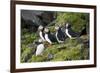 Atlantic Puffin, Sassenfjorden, Spitsbergen, Svalbard, Norway-Steve Kazlowski-Framed Photographic Print