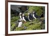 Atlantic Puffin, Sassenfjorden, Spitsbergen, Svalbard, Norway-Steve Kazlowski-Framed Photographic Print