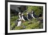 Atlantic Puffin, Sassenfjorden, Spitsbergen, Svalbard, Norway-Steve Kazlowski-Framed Photographic Print