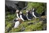 Atlantic Puffin, Sassenfjorden, Spitsbergen, Svalbard, Norway-Steve Kazlowski-Mounted Photographic Print