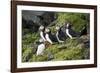 Atlantic Puffin, Sassenfjorden, Spitsbergen, Svalbard, Norway-Steve Kazlowski-Framed Photographic Print