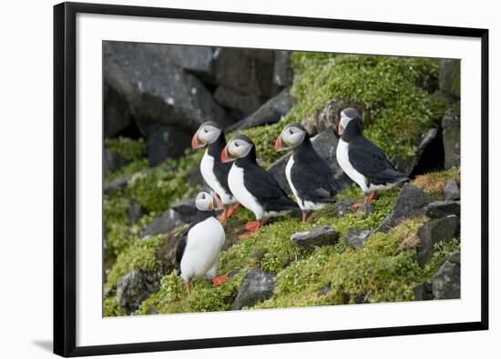 Atlantic Puffin, Sassenfjorden, Spitsbergen, Svalbard, Norway-Steve Kazlowski-Framed Photographic Print