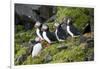 Atlantic Puffin, Sassenfjorden, Spitsbergen, Svalbard, Norway-Steve Kazlowski-Framed Photographic Print