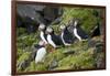 Atlantic Puffin, Sassenfjorden, Spitsbergen, Svalbard, Norway-Steve Kazlowski-Framed Photographic Print