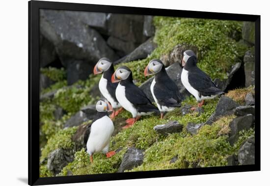 Atlantic Puffin, Sassenfjorden, Spitsbergen, Svalbard, Norway-Steve Kazlowski-Framed Photographic Print