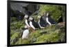 Atlantic Puffin, Sassenfjorden, Spitsbergen, Svalbard, Norway-Steve Kazlowski-Framed Photographic Print