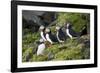Atlantic Puffin, Sassenfjorden, Spitsbergen, Svalbard, Norway-Steve Kazlowski-Framed Premium Photographic Print