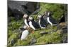 Atlantic Puffin, Sassenfjorden, Spitsbergen, Svalbard, Norway-Steve Kazlowski-Mounted Premium Photographic Print