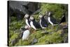 Atlantic Puffin, Sassenfjorden, Spitsbergen, Svalbard, Norway-Steve Kazlowski-Stretched Canvas