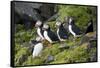 Atlantic Puffin, Sassenfjorden, Spitsbergen, Svalbard, Norway-Steve Kazlowski-Framed Stretched Canvas