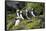 Atlantic Puffin, Sassenfjorden, Spitsbergen, Svalbard, Norway-Steve Kazlowski-Framed Stretched Canvas