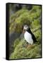 Atlantic Puffin, Sassenfjorden, Spitsbergen, Svalbard, Norway-Steve Kazlowski-Framed Stretched Canvas