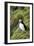 Atlantic Puffin, Sassenfjorden, Spitsbergen, Svalbard, Norway-Steve Kazlowski-Framed Premium Photographic Print