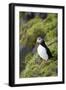 Atlantic Puffin, Sassenfjorden, Spitsbergen, Svalbard, Norway-Steve Kazlowski-Framed Premium Photographic Print