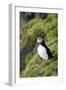 Atlantic Puffin, Sassenfjorden, Spitsbergen, Svalbard, Norway-Steve Kazlowski-Framed Premium Photographic Print