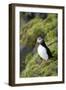 Atlantic Puffin, Sassenfjorden, Spitsbergen, Svalbard, Norway-Steve Kazlowski-Framed Photographic Print