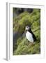 Atlantic Puffin, Sassenfjorden, Spitsbergen, Svalbard, Norway-Steve Kazlowski-Framed Photographic Print