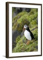 Atlantic Puffin, Sassenfjorden, Spitsbergen, Svalbard, Norway-Steve Kazlowski-Framed Photographic Print