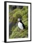 Atlantic Puffin, Sassenfjorden, Spitsbergen, Svalbard, Norway-Steve Kazlowski-Framed Photographic Print