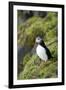 Atlantic Puffin, Sassenfjorden, Spitsbergen, Svalbard, Norway-Steve Kazlowski-Framed Photographic Print