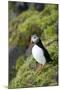 Atlantic Puffin, Sassenfjorden, Spitsbergen, Svalbard, Norway-Steve Kazlowski-Mounted Photographic Print