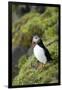 Atlantic Puffin, Sassenfjorden, Spitsbergen, Svalbard, Norway-Steve Kazlowski-Framed Photographic Print