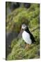 Atlantic Puffin, Sassenfjorden, Spitsbergen, Svalbard, Norway-Steve Kazlowski-Stretched Canvas