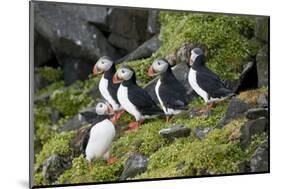 Atlantic Puffin, Sassenfjorden, Spitsbergen, Svalbard, Norway-Steve Kazlowski-Mounted Photographic Print