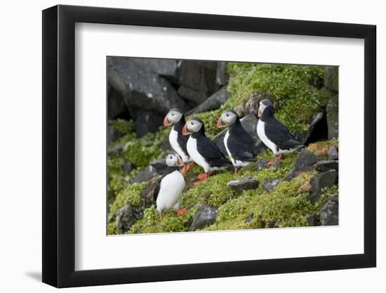 Atlantic Puffin, Sassenfjorden, Spitsbergen, Svalbard, Norway-Steve Kazlowski-Framed Premium Photographic Print