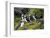 Atlantic Puffin, Sassenfjorden, Spitsbergen, Svalbard, Norway-Steve Kazlowski-Framed Premium Photographic Print