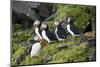 Atlantic Puffin, Sassenfjorden, Spitsbergen, Svalbard, Norway-Steve Kazlowski-Mounted Premium Photographic Print