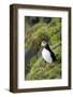 Atlantic Puffin, Sassenfjorden, Spitsbergen, Svalbard, Norway-Steve Kazlowski-Framed Photographic Print