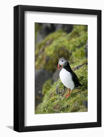 Atlantic Puffin, Sassenfjorden, Spitsbergen, Svalbard, Norway-Steve Kazlowski-Framed Photographic Print