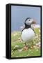 Atlantic Puffin. Scotland, Shetland Islands-Martin Zwick-Framed Stretched Canvas