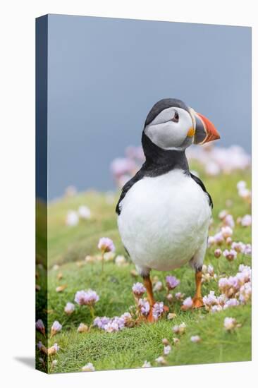 Atlantic Puffin. Scotland, Shetland Islands-Martin Zwick-Stretched Canvas