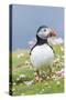 Atlantic Puffin. Scotland, Shetland Islands-Martin Zwick-Stretched Canvas