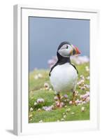 Atlantic Puffin. Scotland, Shetland Islands-Martin Zwick-Framed Photographic Print