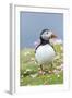 Atlantic Puffin. Scotland, Shetland Islands-Martin Zwick-Framed Photographic Print